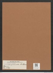 Navicula praesecta A.Schum. (de-Toni-Nr.: Genus 1, Species 427) Zeichnungen Sammlung Grunow Mappe 00387 (Herbarium_W_Grunow_drawings_Folder_00387)